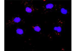 Proximity Ligation Analysis of protein-protein interactions between CCNB1 and PLK1. (PLK1 抗体  (AA 1-603))