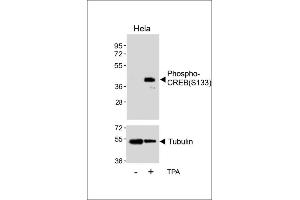 Western Blotting (WB) image for anti-cAMP Responsive Element Binding Protein 1 (CREB1) (pSer133) antibody (ABIN389547)