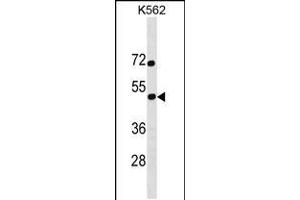 Western blot analysis in K562 cell line lysates (35ug/lane). (SS18L1 抗体  (AA 272-300))