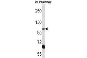 Western Blotting (WB) image for anti-Potassium Voltage-Gated Channel, KQT-Like Subfamily, Member 3 (KCNQ3) antibody (ABIN2998159) (KCNQ3 抗体)