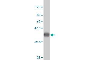 Western Blotting (WB) image for anti-Interferon epsilon (IFNE) (AA 109-208) antibody (ABIN567025)