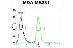 GNL3L Antibody (N-term) (ABIN654998 and ABIN2844632) flow cytometric analysis of MDA-M cells (right histogram) compared to a negative control cell (left histogram).