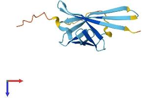AlphaFold protein structure predicition of Mouse Recombinant Tcl1b3 Protein, UniprotID P56842