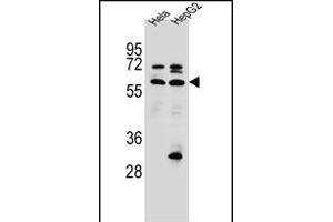 SEPN1 Antibody (C-term) (ABIN656385 and ABIN2845680) western blot analysis in Hela,HepG2 cell line lysates (35 μg/lane). (SEPN1 抗体  (C-Term))