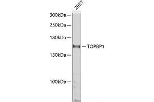 Western blot analysis of extracts of 293T cells using TOPBP1 Polyclonal Antibody at dilution of 1:1000. (TOPBP1 抗体)