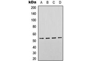 Western blot analysis of p53 expression in HeLa (A), SHSY5Y (B), Raw264. (p53 抗体  (C-Term))