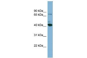 HERPUD2 antibody used at 1 ug/ml to detect target protein. (HERPUD2 抗体  (N-Term))