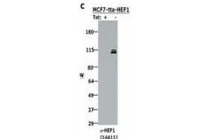 Western blotting using  Monoclonal anti-HEF1 antibody (clone 14A11) shows detection of HEF1 present in MCF-7 cells induced to express HEF1 by tetracycline removal (right lane). (NEDD9 抗体  (AA 82-398))