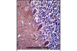 TTC13 Antibody (N-term) (ABIN657597 and ABIN2846596) immunohistochemistry analysis in formalin fixed and paraffin embedded human cerebellum tissue followed by peroxidase conjugation of the secondary antibody and DAB staining. (TTC13 抗体  (N-Term))
