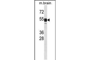 Western blot analysis in mouse brain tissue lysates (35ug/lane). (CLK1 抗体  (N-Term))