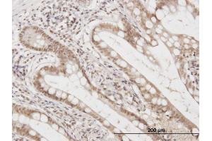Immunostaining (ISt) image for anti-Family with Sequence Similarity 50, Member A (FAM50A) (AA 1-88) antibody (ABIN563949)