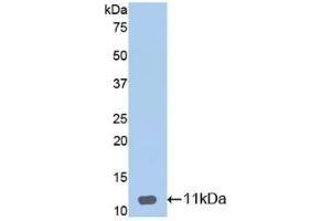 Detection of Recombinant DEFb1, Mouse using Polyclonal Antibody to Defensin Beta 1 (DEFb1) (beta Defensin 1 抗体  (AA 22-69))