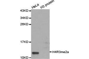 Western blot analysis of extracts of HeLa cell line and H3 protein expressed in E. (Histone 3 抗体  (2meArg3 (asymetric)))
