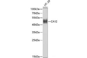 Western blot analysis of extracts of HT-29 cells using CA12 Polyclonal Antibody at dilution of 1:1000. (CA12 抗体)