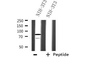 Western blot analysis of extracts from NIH-3T3 cells, using SFRS17A antibody. (SFRS17A 抗体)