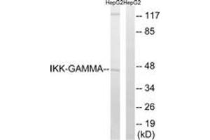 Western blot analysis of extracts from HepG2 cells, using IKK-gamma (Ab-31) Antibody.