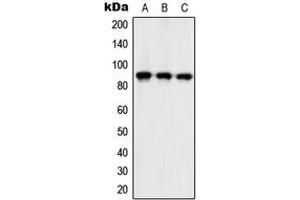 Western blot analysis of ZC3H11A expression in Ramos (A), mouse spleen (B), H9C2 (C) whole cell lysates.