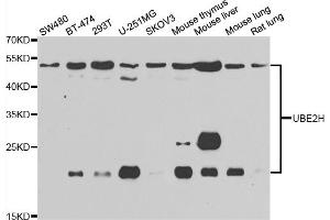 Western blot analysis of extracts of various cell lines, using UBE2H antibody (ABIN5975505) at 1/1000 dilution. (UBE2H 抗体)