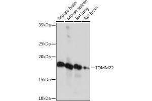 Western blot analysis of extracts of various cell lines, using TOMM22 Rabbit mAb (ABIN7270930) at 1:1000 dilution. (TOMM22 抗体)