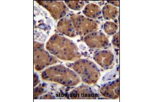ASPH Antibody (Center) (ABIN656707 and ABIN2845938) immunohistochemistry analysis in formalin fixed and paraffin embedded human stomach tissue followed by peroxidase conjugation of the secondary antibody and DAB staining. (Aspartate beta Hydroxylase 抗体  (AA 294-323))