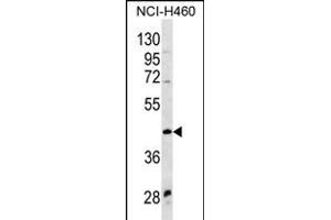WNT9A Antibody (Center) (ABIN656328 and ABIN2845627) western blot analysis in NCI- cell line lysates (35 μg/lane). (WNT9A 抗体  (AA 216-244))