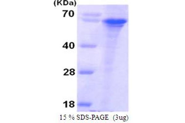 Syntaphilin Protein (SNPH) (AA 1-424) (His tag)