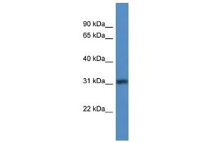 Western Blot showing TBRG1 antibody used at a concentration of 1-2 ug/ml to detect its target protein. (TBRG1 抗体  (N-Term))
