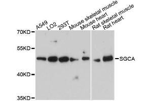 Western blot analysis of extracts of various cell lines, using SGCA antibody. (SGCA 抗体  (AA 60-290))