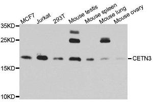 Western blot analysis of extracts of various cell lines, using CETN3 antibody. (CETN3 抗体  (AA 1-167))
