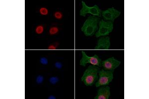 ABIN7094789 and ABIN7098840 staining HepG2 cells by IF/ICC. (IRF8 抗体  (Internal Region))