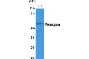 Western Blot (WB) analysis of specific cells using Melanopsin Polyclonal Antibody. (OPN4 抗体  (C-Term))
