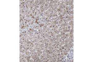 Immunohistochemical analysis of A on paraffin-embedded Human liver tissue. (SPNS2 抗体  (N-Term))