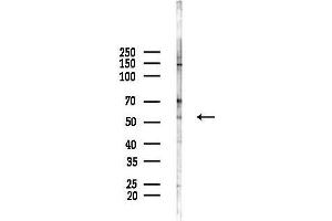 anti-Olfactomedin 1 (OLFM1) (Internal Region) antibody