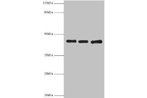 Western blot All lanes: Poliovirus receptor antibody at 3 μg/mL Lane 1: Mouse gonad tissue Lane 2: HepG2 whole cell lysate Lane 3: K562 whole cell lysate Secondary Goat polyclonal to rabbit IgG at 1/10000 dilution Predicted band size: 46, 41, 40, 43 kDa Observed band size: 46 kDa (Poliovirus Receptor 抗体  (AA 220-345))