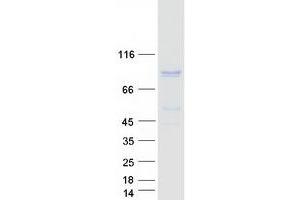 Western Blotting (WB) image for Protein Tyrosine Phosphatase Domain Containing 1 (PTPDC1) (Transcript Variant 2) protein (Myc-DYKDDDDK Tag) (ABIN2730096)