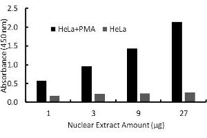 Transcription factor assay of Sp1 from nuclear extracts of HeLa cells or HeLa cells treated with PMA (50 ng/ml) for 3 hr with the  Activity Assay Kit. (SP1 ELISA 试剂盒)
