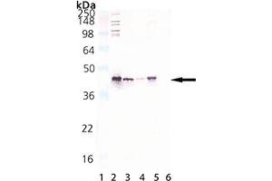 Western Blot analysis of HSP40/Hdj1, pAb : Lane 1: M W Marker, Lane 2: HSP40/Hdj1 (human), (recombinant) Protein , Lane 3: HeLa (heat shocked), (cell lysate)  , Lane 4: 3T3 (heat shocked), (cell lysate) , Lane 5: PC-12, (cell lysate) , Lane 6: DnaJ (E. (DNAJB1 抗体)