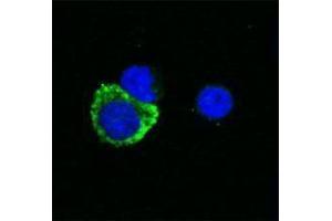 Immunofluorescence (IF) image for anti-Interleukin 1, beta (IL1B) antibody (Biotin) (ABIN2661218) (IL-1 beta 抗体  (Biotin))