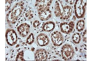 Image no. 2 for anti-Mitogen-Activated Protein Kinase 4 (MAPK4) antibody (ABIN1499312) (MAPK4 抗体)