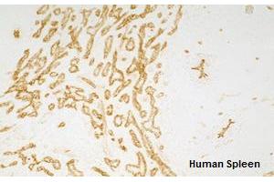 Immunohistochemistry detection of endogenous TIE-2 in cryo sections of human spleen using anti-TIE-2 (human), mAb (tek16) . (TEK 抗体  (Extracellular Domain))