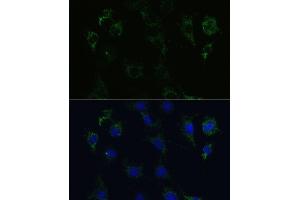 Immunofluorescence analysis of C6 cells using STX1A Polyclonal Antibody (ABIN6132695, ABIN6148659, ABIN6148661 and ABIN6221218) at dilution of 1:100 (40x lens). (STX1A 抗体  (AA 1-288))