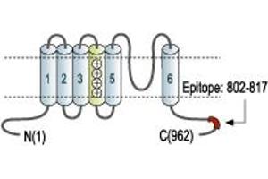 Representative domain view of the target of ABIN7043542.