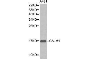 Western blot analysis of A431 cell lysate using CALM1 antibody. (Calmodulin 1 抗体  (AA 1-149))
