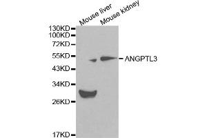 Western blot analysis of extracts of various cell lines, using ANGPTL3 antibody (ABIN5970263) at 1/1000 dilution. (ANGPTL3 抗体)