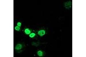 Immunofluorescence (IF) image for anti-Myocyte Enhancer Factor 2C (MEF2C) antibody (ABIN1499364) (MEF2C 抗体)