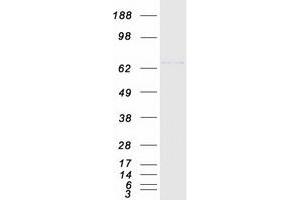Western Blotting (WB) image for Transcription Factor 4 (TCF4) (Transcript Variant 2) protein (Myc-DYKDDDDK Tag) (ABIN2733361)
