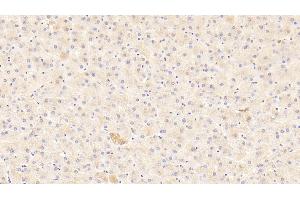 Detection of AMFR in Human Liver Tissue using Polyclonal Antibody to Autocrine Motility Factor Receptor (AMFR)
