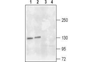 Western blot analysis of rat (lanes 1 and 3) and mouse (lanes 2 and 4) brain lysates: - 1,2. (TRKA 抗体  (Extracellular))