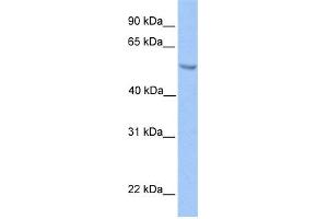 WB Suggested Anti-ETV5 Antibody Titration:  0. (ETV5 抗体  (N-Term))