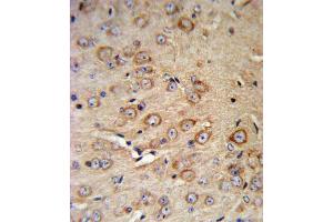 Immunohistochemistry (IHC) image for anti-Corticotropin Releasing Hormone Receptor 2 (CRHR2) antibody (ABIN3002798) (CRHR2 抗体)